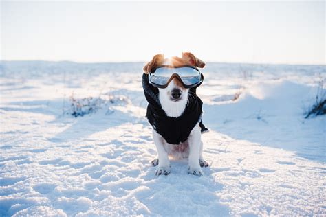 Top Cold Medicines for Pets: Essential Guide to Keeping Your Furry Friends Healthy During Cold Season