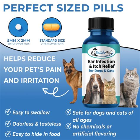 Top UTI Medications for Pets: Essential Guide to Effective Pills for Treating Urinary Tract Infections