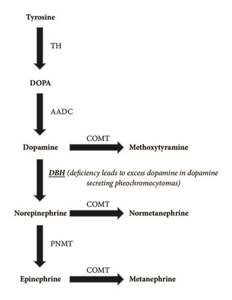 Understanding MAOI Drugs: Essential Guide to Usage, Benefits, and Safety in Veterinary Medicine