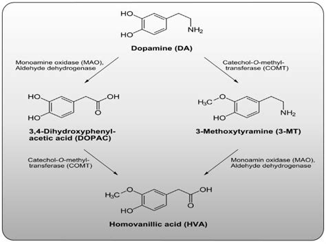 Understanding MAOI Drugs: Essential Guide to Usage, Benefits, and Safety in Veterinary Medicine