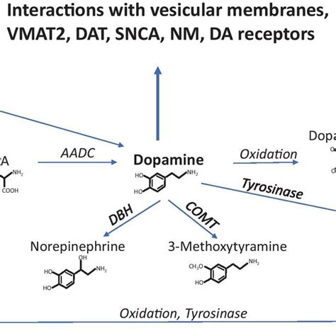 Understanding MAOI Drugs: Essential Guide to Usage, Benefits, and Safety in Veterinary Medicine