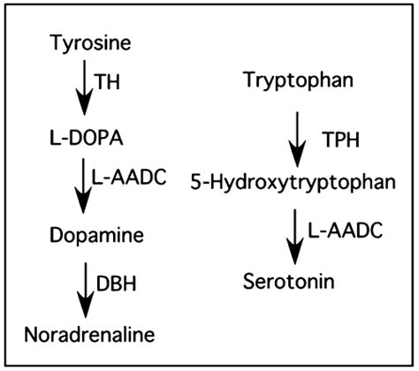 Understanding MAOI Drugs: Essential Guide to Usage, Benefits, and Safety in Veterinary Medicine