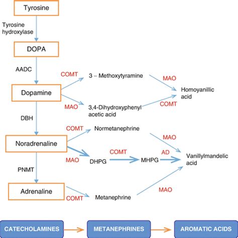 Understanding MAOI Drugs: Essential Guide to Usage, Benefits, and Safety in Veterinary Medicine