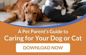 Top Depression Medications for Pets: Comprehensive Guide to Treatment Options and Care