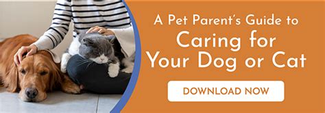 Top Depression Medications for Pets: Comprehensive Guide to Treatment Options and Care