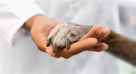 Top 10 Promising Careers in Pet Healthcare Specializations: Explore High-Demand Roles in Dermatology, Cardiology, and More