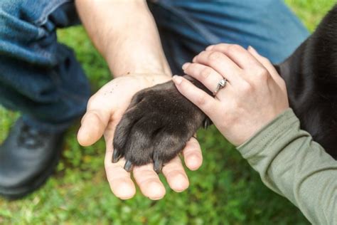 Top 10 Promising Careers in Pet Healthcare Specializations: Explore High-Demand Roles in Dermatology, Cardiology, and More