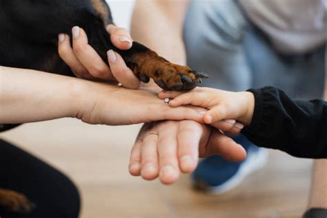 Top High-Paying Healthcare Jobs in Pet Specializations: Exploring Lucrative Careers in Veterinary Dermatology, Cardiology, and More