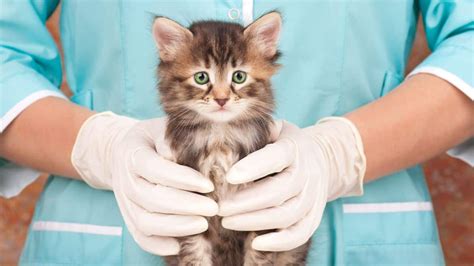 Top Paying Jobs in Veterinary Medicine: High-Earning Specializations for Pet Health Experts