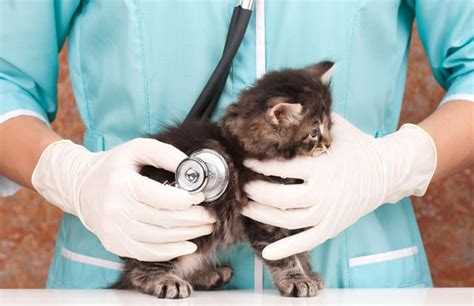 Top Paying Jobs in Veterinary Medicine: High-Earning Specializations for Pet Health Experts