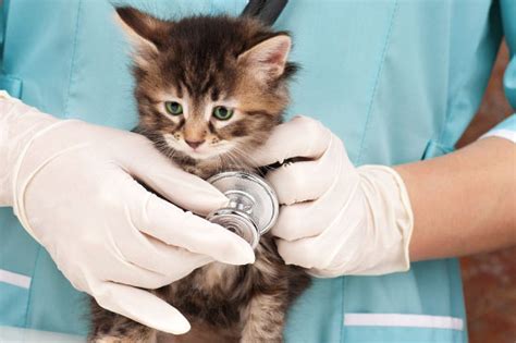 Top Paying Jobs in Veterinary Medicine: High-Earning Specializations for Pet Health Experts