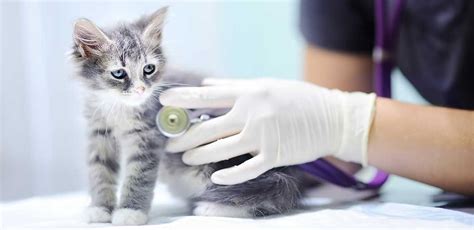 Top Paying Jobs in Veterinary Medicine: High-Earning Specializations for Pet Health Experts