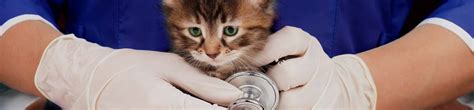 Top Paying Jobs in Veterinary Medicine: High-Earning Specializations for Pet Health Experts