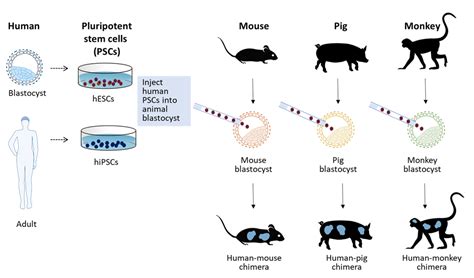 Breakthroughs in Biomedical Science: New Research Shaping Veterinary Medicine for Healthier Pets