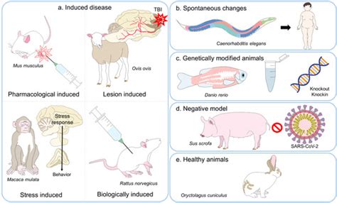 Breakthroughs in Biomedical Science: New Research Shaping Veterinary Medicine for Healthier Pets