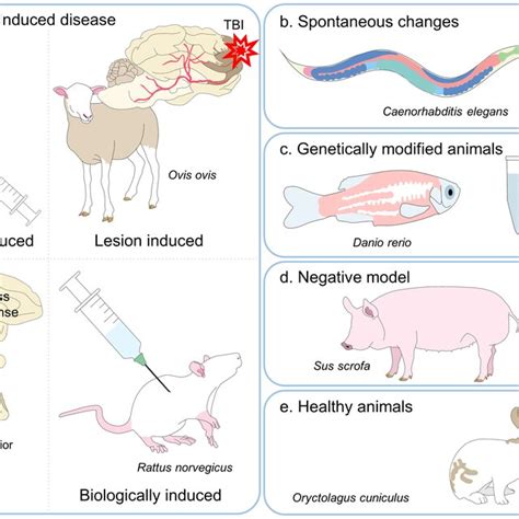 Breakthroughs in Biomedical Science: New Research Shaping Veterinary Medicine for Healthier Pets