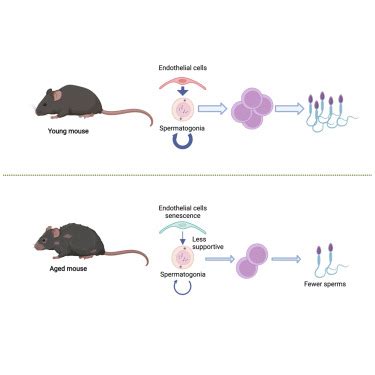 Breakthroughs in Biomedical Science: New Research Shaping Veterinary Medicine for Healthier Pets