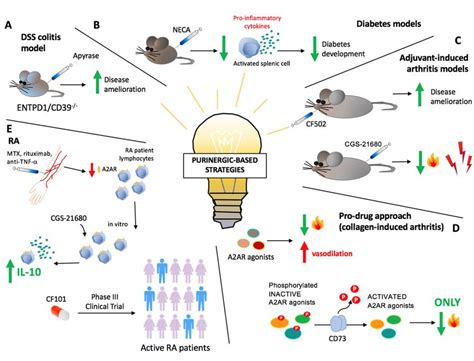 How Molecular Biologists Are Revolutionizing Veterinary Medicine: Insights and Innovations in Pet Care