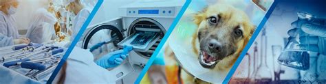 Understanding Electronic Health Record Systems in Veterinary Care: Navigating the Impact on Pet Health and Clinic Efficiency