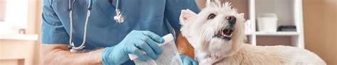 Understanding Electronic Health Record Systems in Veterinary Care: Navigating the Impact on Pet Health and Clinic Efficiency