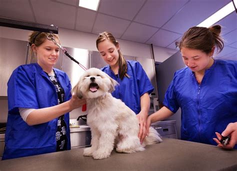 Navigating Healthcare Policy: Essential Health Management Information for Veterinary Care