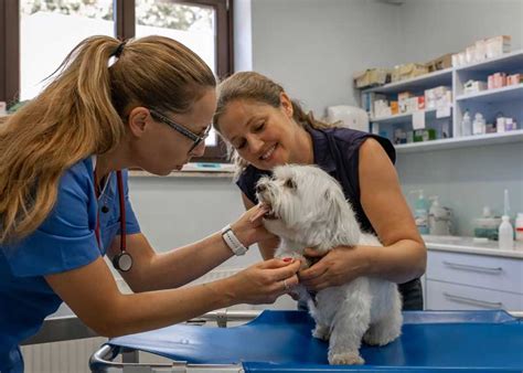 Navigating Healthcare Policy: Essential Health Management Information for Veterinary Care