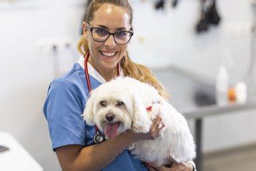 Navigating Healthcare Policy: Essential Health Management Information for Veterinary Care