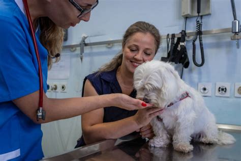 Navigating Healthcare Policy: Essential Health Management Information for Veterinary Care