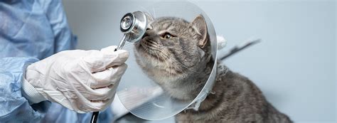 Understanding Swedish Health Services: Key Insights for Veterinary Care Policies