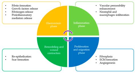 Comprehensive Overview of the 2014 Ebola Outbreak: Key Lessons and Preventive Measures for Pet Owners