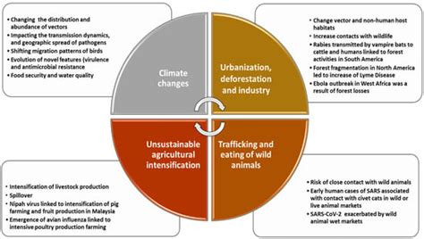 Comprehensive Overview of the 2014 Ebola Outbreak: Key Lessons and Preventive Measures for Pet Owners