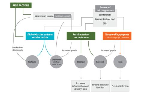 Strawberry and Hepatitis: Latest Insights on How Emerging Pathogens Affect Pet Health and Preventive Measures