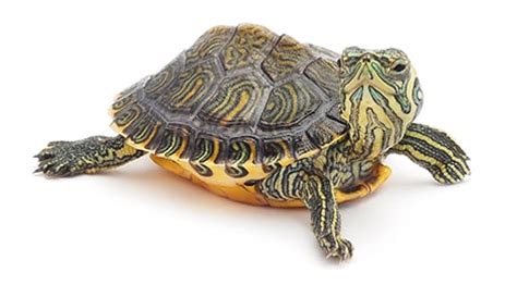 Salmonella Turtles: Essential Information and Preventive Measures to Protect Your Pets