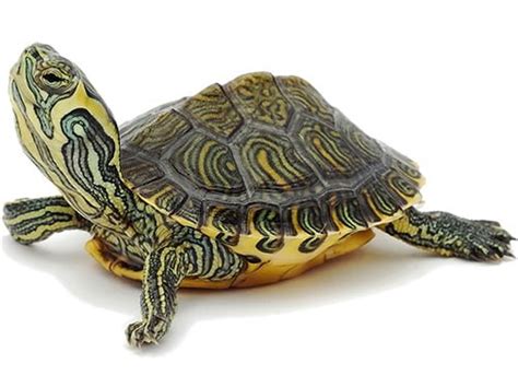 Salmonella Turtles: Essential Information and Preventive Measures to Protect Your Pets