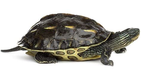 Salmonella Turtles: Essential Information and Preventive Measures to Protect Your Pets