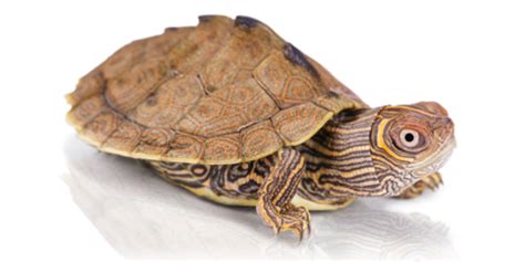 Salmonella Turtles: Essential Information and Preventive Measures to Protect Your Pets