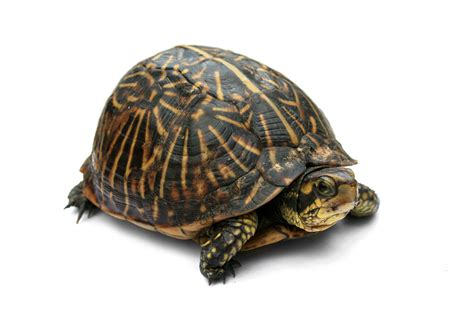 Salmonella Turtles: Essential Information and Preventive Measures to Protect Your Pets