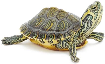 Salmonella Turtles: Essential Information and Preventive Measures to Protect Your Pets