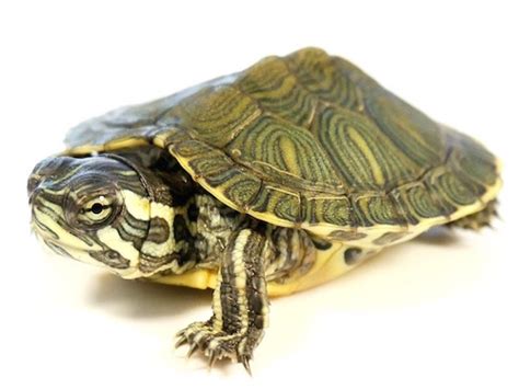 Salmonella Turtles: Essential Information and Preventive Measures to Protect Your Pets