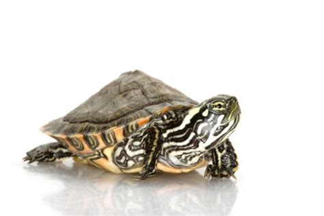 Salmonella Turtles: Essential Information and Preventive Measures to Protect Your Pets