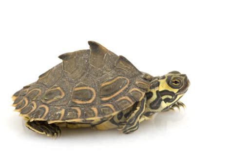 Salmonella Turtles: Essential Information and Preventive Measures to Protect Your Pets