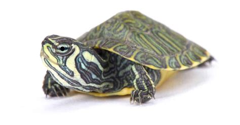 Salmonella Turtles: Essential Information and Preventive Measures to Protect Your Pets