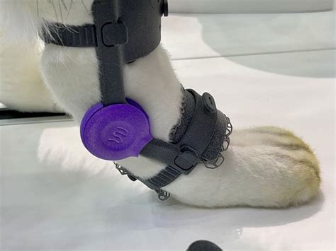 Revolutionizing Veterinary Medicine: An In-Depth Analysis of Cutting-Edge Medical Technologies for Pets