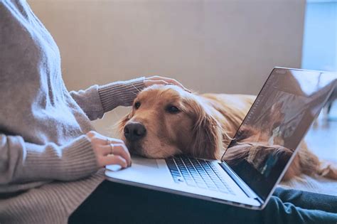 Revolutionizing Pet Healthcare: The Role of Computer Networks in Veterinary Medical Technology