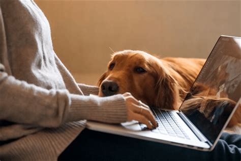 Revolutionizing Pet Healthcare: The Role of Computer Networks in Veterinary Medical Technology