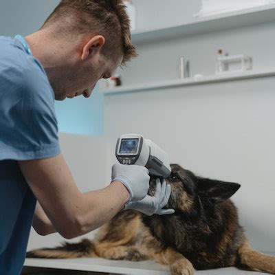 Revolutionizing Pet Healthcare: How Tech Innovations are Advancing Veterinary Medicine and Enhancing Pet Wellbeing