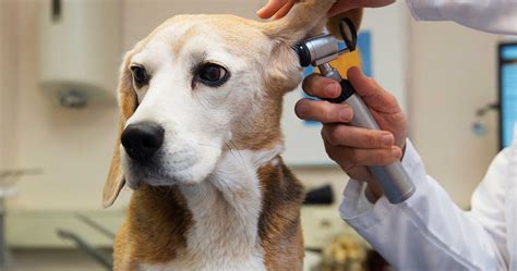 Revolutionizing Pet Healthcare: How Tech Innovations are Advancing Veterinary Medicine and Enhancing Pet Wellbeing