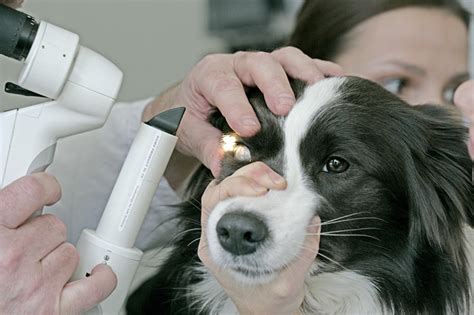 Revolutionizing Pet Healthcare: How Tech Innovations are Advancing Veterinary Medicine and Enhancing Pet Wellbeing