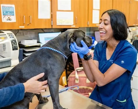 How Environmental Engineering Innovations are Improving Veterinary Medical Technology and Pet Healthcare