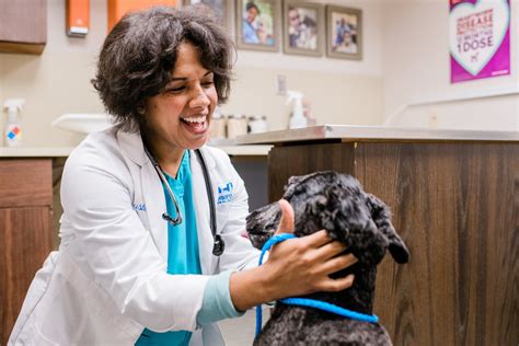 How Environmental Engineering Innovations are Improving Veterinary Medical Technology and Pet Healthcare